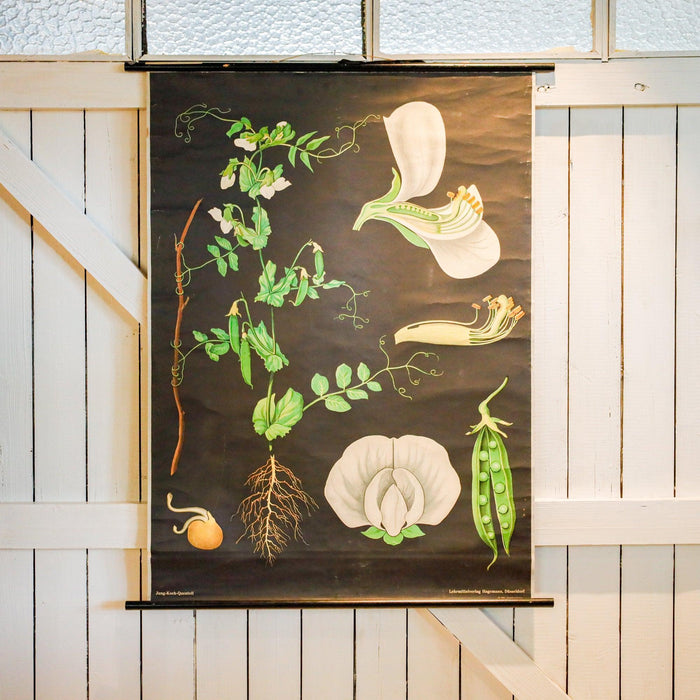 Schulwandtafel Erbse-Poster-Vintage Kontor-Vintage Kontor
